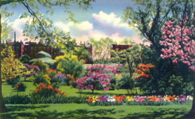 brooklyn botanic gardens: hand-colored photo of flowers with greenhouse and neighborhood buildings in background